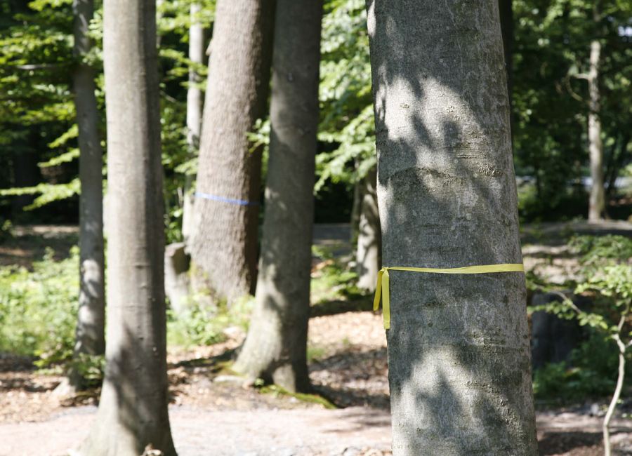 bestattungsformen_friedwald_01_gross